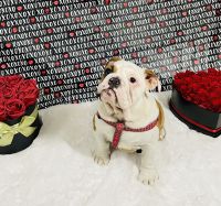 English Bulldog Puppies for sale in Carthage, Tennessee. price: $3,000