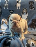 English Bulldog Puppies for sale in Calexico, California. price: NA