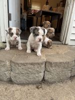 English Bulldog Puppies for sale in Collinsville, Illinois. price: $1,800