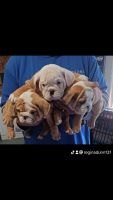 English Bulldog Puppies for sale in Riverside, California. price: $1,800