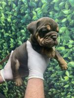 English Bulldog Puppies for sale in Los Angeles, California. price: $1,700
