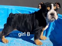 English Bulldog Puppies for sale in Victorville, CA, USA. price: $1,200