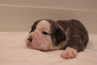 English Bulldog Puppies for sale in St. paul, Minnesota. price: $500