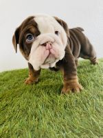 English Bulldog Puppies for sale in Yucaipa, California. price: $2,900