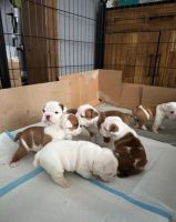 English Bulldog Puppies for sale in Atlanta, Georgia. price: $850