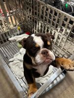English Bulldog Puppies for sale in Coral Springs, Florida. price: $2,500