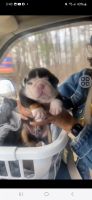 English Bulldog Puppies for sale in Nashville, NC 27856, USA. price: NA