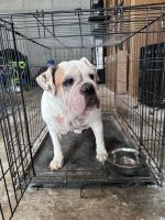 English Bulldog Puppies for sale in Atlanta, GA, USA. price: $1,100