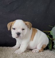English Bulldog Puppies for sale in San Diego, California. price: $400