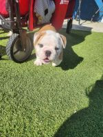 English Bulldog Puppies for sale in Riverside, California. price: $2,500
