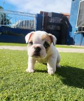 English Bulldog Puppies for sale in Riverside, California. price: $2,500