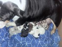 English Bulldog Puppies for sale in Tinton Falls, New Jersey. price: $3,000