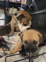 English Bulldog Puppies for sale in Fleetwood, Pennsylvania. price: $800