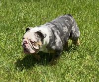 English Bulldog Puppies for sale in Hastings, Florida. price: $3,500