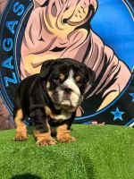 English Bulldog Puppies for sale in Ft. Washington, Maryland. price: $3,200