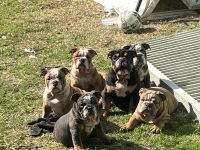 English Bulldog Puppies for sale in Downey, California. price: NA
