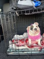 English Bulldog Puppies for sale in El Cajon, California. price: $3,500