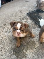 English Bulldog Puppies for sale in Hesperia, California. price: $2,500
