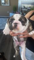 English Bulldog Puppies for sale in Cincinnati, Ohio. price: $3,000