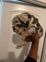 English Bulldog Puppies for sale in Atlanta, GA, USA. price: $4,000