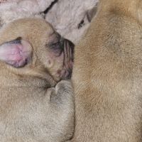 English Bulldog Puppies for sale in Hemet, California. price: $500