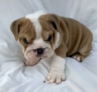 English Bulldog Puppies for sale in Terre Haute, Indiana. price: $3,000