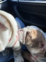 English Bulldog Puppies for sale in Chicago, Illinois. price: $4,100