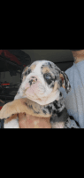 English Bulldog Puppies for sale in Canton, Texas. price: NA