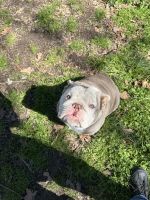 English Bulldog Puppies for sale in McAlester, Oklahoma. price: $3,500