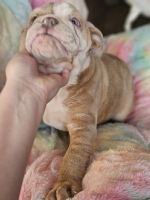 English Bulldog Puppies for sale in Smithsburg, MD 21783, USA. price: $1,800