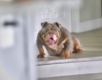 English Bulldog Puppies for sale in Boca Raton, FL, USA. price: $2,900