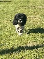 English Cocker Spaniel Puppies for sale in Gibsonton, FL, USA. price: NA