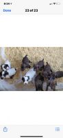 English Cocker Spaniel Puppies for sale in Orland Park, IL, USA. price: NA