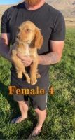 English Cocker Spaniel Puppies for sale in Elko, NV 89801, USA. price: NA