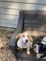 English Cocker Spaniel Puppies for sale in Oregon City, OR 97045, USA. price: NA