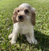 English Cocker Spaniel Puppies for sale in Fort Myers, FL, USA. price: NA