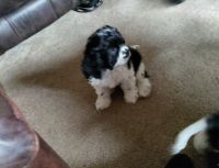 English Cocker Spaniel Puppies for sale in Salem, OR, USA. price: NA