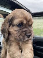 English Cocker Spaniel Puppies for sale in Caldwell, ID, USA. price: NA