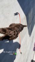 English Cocker Spaniel Puppies for sale in Van Nuys, Los Angeles, CA, USA. price: NA