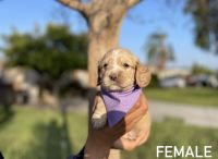 English Cocker Spaniel Puppies for sale in Whittier, CA, USA. price: NA