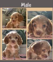 English Cocker Spaniel Puppies for sale in Anaheim, CA, USA. price: NA