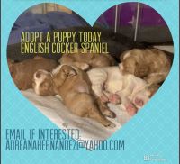 English Cocker Spaniel Puppies Photos