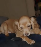 English Cocker Spaniel Puppies for sale in Mission Valley, San Diego, CA, USA. price: NA