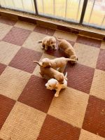 English Cocker Spaniel Puppies for sale in Ooty, Tamil Nadu, India. price: 20000 INR