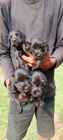 English Cocker Spaniel Puppies for sale in Suchitra X Rd, Ramraju Nagar, Jeedimetla, Hyderabad, Telangana 500015, India. price: 27000 INR