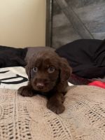 English Cocker Spaniel Puppies for sale in Rogersville, TN 37857, USA. price: NA