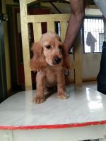 English Cocker Spaniel Puppies for sale in Aurangabad, Maharashtra, India. price: 13000 INR
