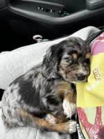 English Cocker Spaniel Puppies for sale in Frankfort Ave, Louisville, KY, USA. price: NA