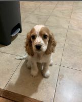 English Cocker Spaniel Puppies for sale in Oakland, CA, USA. price: NA