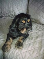English Cocker Spaniel Puppies for sale in 12619 Tracy Keepville Rd, Albion, PA 16401, USA. price: NA